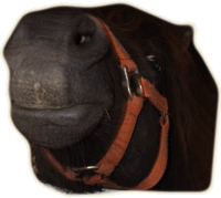 paul